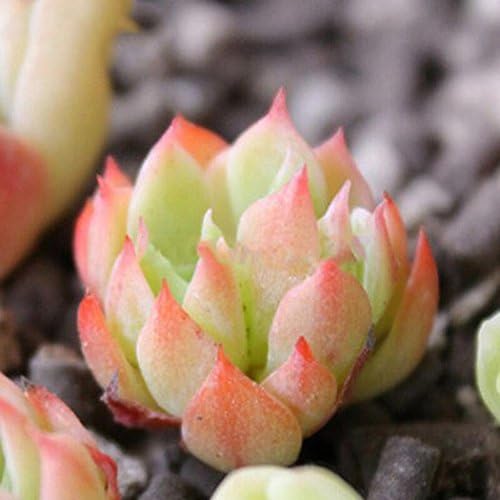 Dreamall 100pcs Seeds Succulent Flower Pseudotruncatella Living Stone Bonsai Mini P Cacti & Succulents