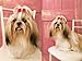 Didog Christmas Colorful Multi-Pattern Pet Cat Dog Hair Bows,Classic Topknot Dog Grooming Accessories 50 Pcs for Groomer Using