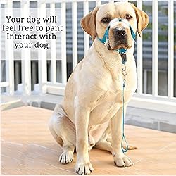 BARKLESS No-Pull Head Collar for Dogs Training