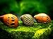 Aquatic Arts Nerite Snail Combo Pack: 5 Zebra, 5 Tiger | Algae Cleaner | Aquarium Background Accessories | Safe in Freshwater Tetra/Betta Fish Tankthumb 4