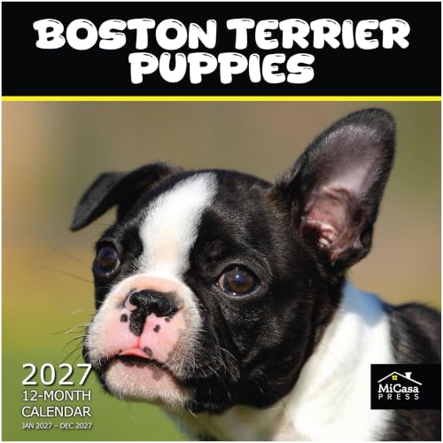 Boston Terrier Puppies 2027 Wall Calendar