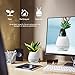 Okearin F1 Bluetooth Speakers Night Light Breathing Light Music Flower Pots Smart Plant Pots Play Music by Touching Plants Rechargeable Indoor Outdoor Office Home Decor Festivel Gift (White No Plant)