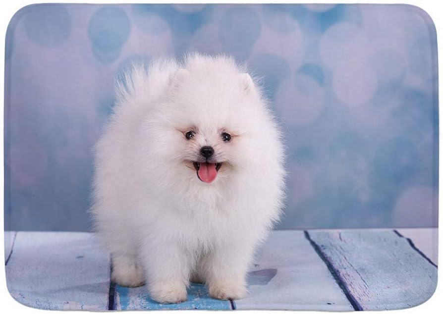 white fluffy pomeranian