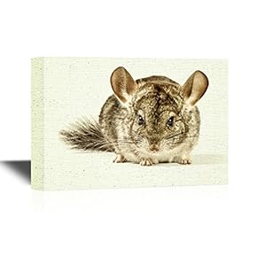 Canvas Wall Art - Lovely and Amusing Rodent Chinchilla - Gallery Wrap Modern Home Art | Ready to Hang - 12x18 inches