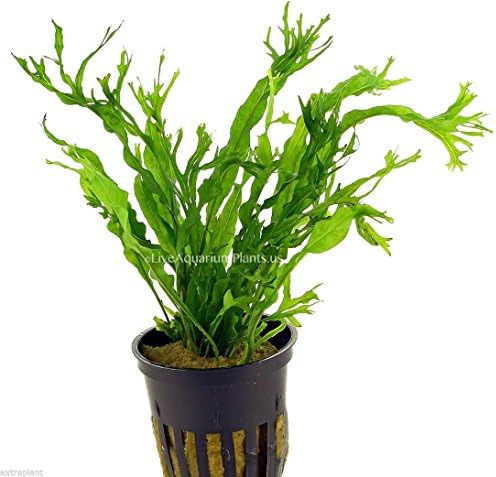 Lace Java Fern Full Pot (Microsorium windelov) Freshwater Live Aquarium Plants