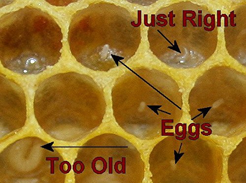 Stainless Steel Grafting Tool