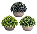 Sophia's Garden Artificial Plants Fake Plants for Plant Decor, Cute, Realistic Desk Plant - Small Artificial Plants Fake Plant Artificial Plant for Home Decor Faux Plant Feaux