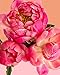 Pink Picasso Kits Botanical Floral Paint by Number for Adults | DIY Canvas Painting Kits Color by Numbers Drawing Arts and Drawing Crafts As Seen On Shark Tank | (Petal Power) 16x20 - Paint Kit Set