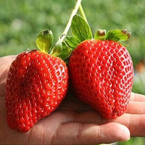 Yvetti 100Pcs Rare Raspberry/BlackBerry/Strawberry/Kiwi Seeds Easy to Grow Home Landscape Ornaments Delicious Non-GMO Organic Potted Fruit Yard Decor Strawberry Seeds