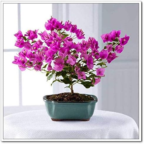 Plentree Purpel: Purple Bougainvillea Glabra Seeds Bonsai Tree Seeds Home Garden Planting Btl8 01