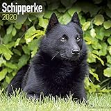 Schipperke Calendar - Dog Breed Calendars - 2019 - 2020 Wall Calendars - 16 Month by Avonside (Multi by 