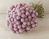 David's Garden Seeds Flower Gomphrena Pink 50