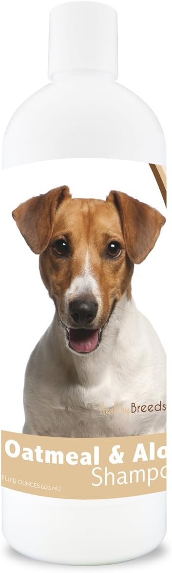 jack russell puppies for sale trading post