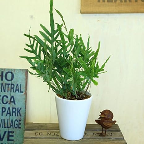 Amazon 観葉植物 フレボディウム オーレウム ブルースター マット白陶器鉢 しだ 観葉植物 オンライン通販