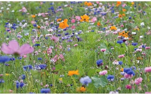 1000pcs Wildflower Seeds Mix Butterfly & Bee Friendly Mix-Meadow Flowers Seeds Perennial Hardy Gardening Yard Outdoor Home Lawn Decoration