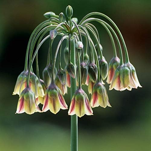 FARMERLY Seeds Package: 10: Bolly Bulbs Allium Nectaroscordum (Honey Lily) Giant Growing Allium Lookalikes