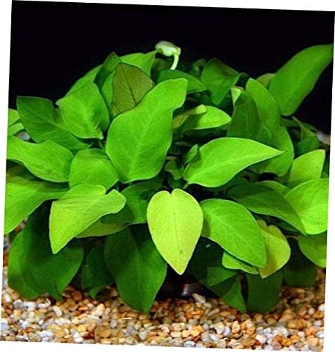 Aquarium Plants 6X Pot Anubias Golden Nana Freshwater Easy Live Aquarium Plants ADA Decoration