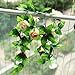 OOOUSE 8.2ft Artificial Silk Rose Flower Ivy Vine Leaf Garland Wedding Party Home Decor,Champagne