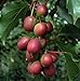 Ken's Red Hardy Female Kiwi Plant - 2.5" Pot