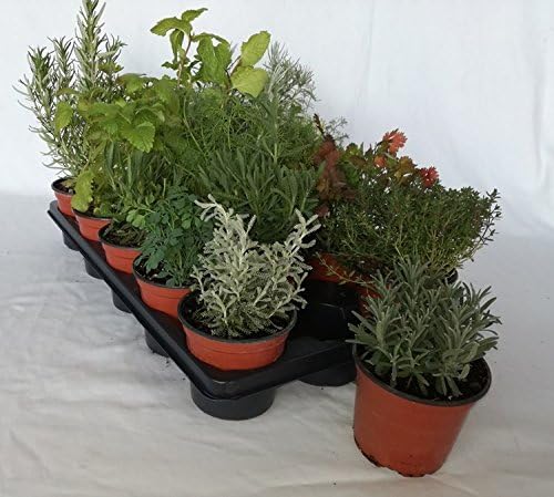 Bandeja de planta aromática variada (maceta de 10, 5 cm) (15 ...