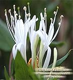 HONEYSUCKLE Fragrance Oil - A true fresh honeysuckle growing wild on the tree. Succulent and sweet - By Oakland Gardens