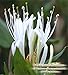 HONEYSUCKLE Fragrance Oil - A true fresh honeysuckle growing wild on the tree. Succulent and sweet - By Oakland Gardens