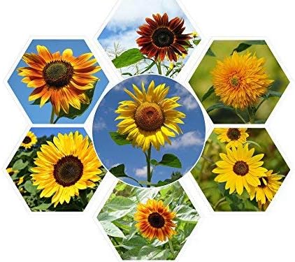 Super Nova Sunflower Mix