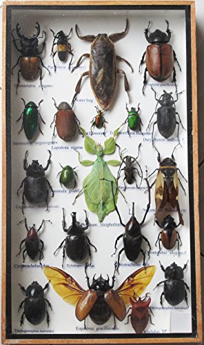 PHYLLIUM SICIPHOLIUM INSECT TAXIDERMY DISPLAY