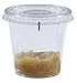 Insect Lore School Kit Refill with 33 Live Caterpillars Habitat