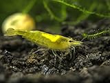 1 Live Freshwater Neon Yellow Shrimp (Neocaridina davidi) - 1/2 to 1 inch by Aquatic Art