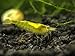 Aquatic Arts 10 Live Neon Yellow Shrimp (Neocaridina davidi - 1/2 to 1 Inch Long)