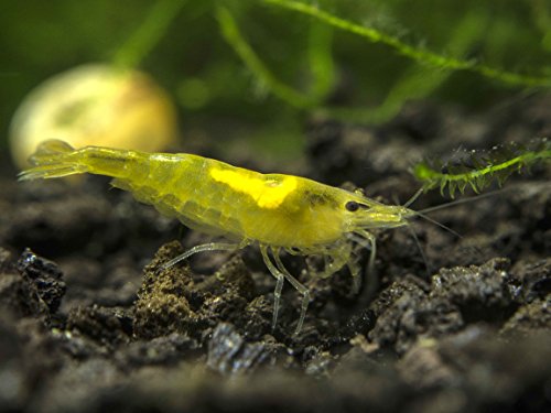 1 Live Freshwater Neon Yellow Shrimp (Neocaridina davidi) - 1/2 to 1 inch