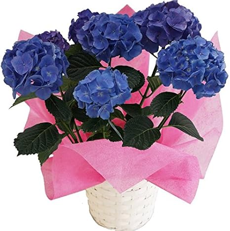 Amazon セルリアンブルー さかもと園芸 達人のあじさい 5号鉢 母の日 あじさい アジサイ 紫陽花 花鉢植え 花 ギフト プレゼント 贈答品 観葉植物 オンライン通販
