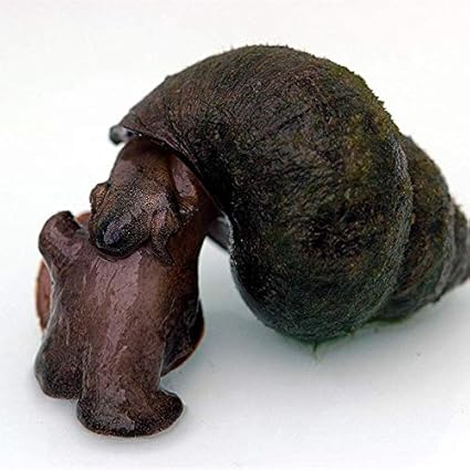 Toledo Goldfish Live Trapdoor Snails For Ponds Aquariums Or Tanks Usa Born And Raised Live Arrival Guarantee 25 Count Amazon Ca Home Kitchen