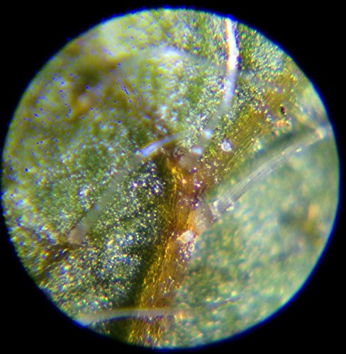 Kenko Do Nature STV-120M LED lights built-in compact portable microscope - Thumbnail 7