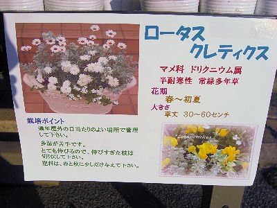 Amazon ロータス クレティクス 2 5号ポット苗 花