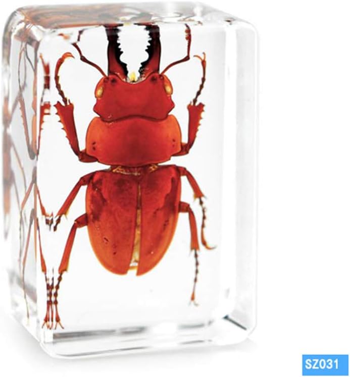 WEIUR Real Golden Armor Bright Scarab Mole Cricket Insect Specimen Paperweight Resin Taxidermy Biological Science Education