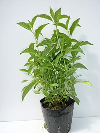 Amazon アジサイ オトヒメ 樹高0 5m前後 15cmポット 単 品 あじさい おとひめ 紫陽花ヤマアジサイ アジサイオトヒメ 販売 苗 植木 苗木 庭木 垣根 生垣 生け垣 生垣用 目隠し 木 植木