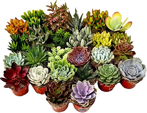 Fat Plants San Diego Large Succulent Plant Collection - Succulents in 4 inch Pots (3)