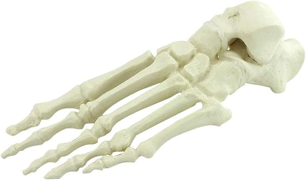 Amazon Co Jp Tkllovve 足の骨モデル 人間の足の関節の解剖学整形外 科用インプラントモデル 等身大の整形外科の足皮質骨海綿骨の足の骨モデル 科学研究ディスプレイティーチング スポーツ アウトドア