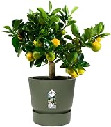 elho Greenville Round 30 Large Plant Pot with Integrated Water Reservoir view 3