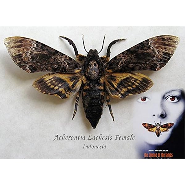 Amazon Com Death S Head Acherontia Lachesis Female Real Moth Museum Quality In Display