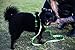 EcoBark Dog Leash - Soft & Reflective Comfort Leashes with Padded Handle - Safe, Strong, & Durable for Small, Medium or Large Dogs (Green)