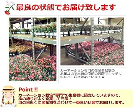 Amazon 母の日 色が選べる カーネーション鉢植えと神戸トラッドクッキーのセット 黄色 観葉植物 オンライン通販