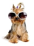 Wallmonkeys Yorkie in the Glass Peel and Stick Wall Decals WM268270 (24 in H x 18 in W)