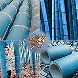 Trenton 50Pcs Rare Blue Bamboo Seeds Beautiful Home Garden Decorative Tree Herb Plant