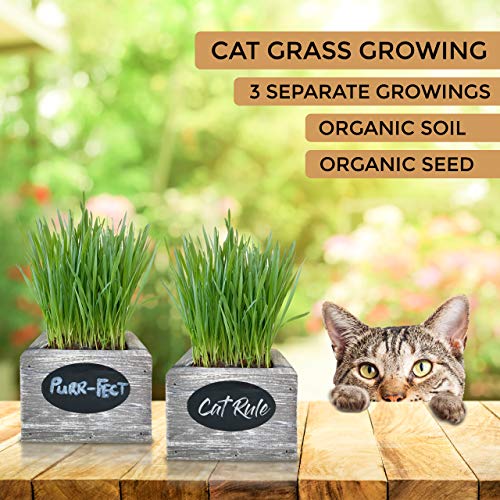 Organic Cat Grass Seeds Kit with 2 Square Planters & Soil Pucks, Seeds for 3 Growing's, Hairball