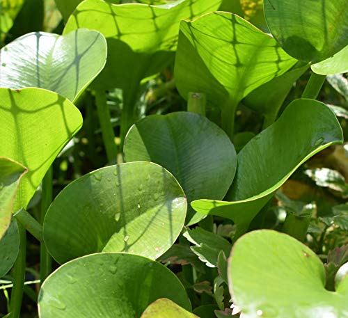 POND PLANT, WATER POPPY. (3 live plants)