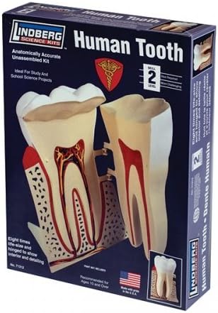 Lindberg Models 8:1 Scale Human Tooth Model Kit by Human Body