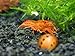Aquatic Arts 1 ORANGE CPO Dwarf Mexican Crayfish/Mini Lobster (Cambarellus patzcuarensis) - 1/2 Inch to 1 1/2 Inches